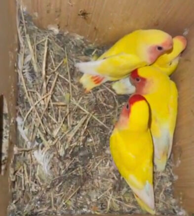 زوج عيون احمر 