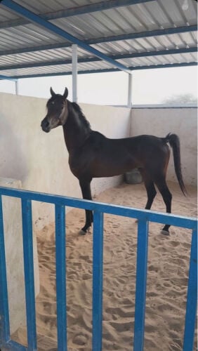 فهد البوادي 