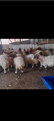 مطلوب شويهات سوريه
