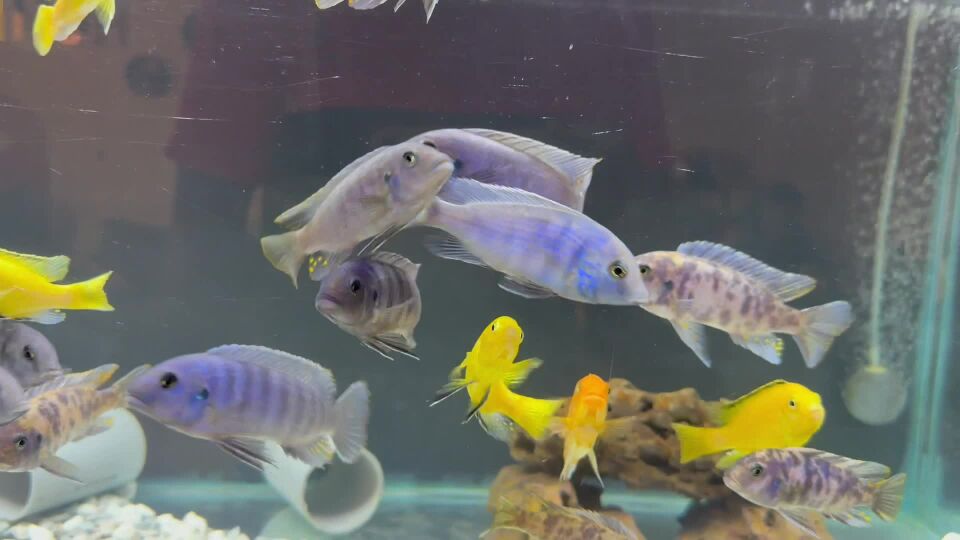 African cichilids