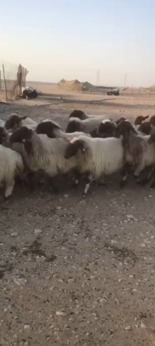مطلوب شويهات سوريه