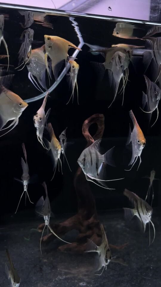 Angel fishes  for sale 