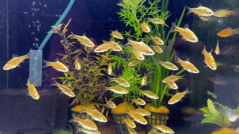 golden barbs for sale 