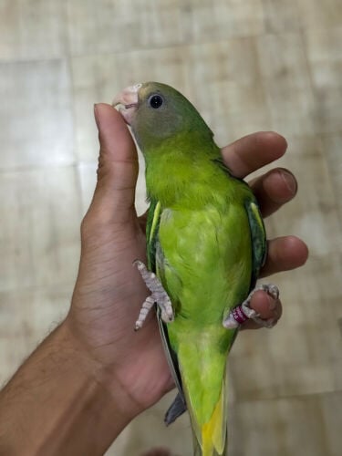 plum-headed parakeet chick.
