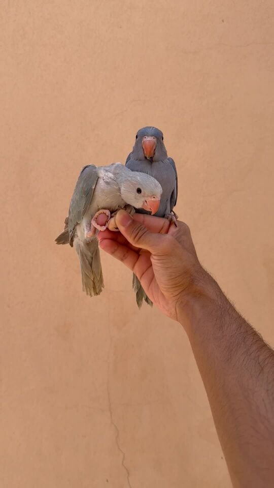 blue Indian Ringneck chick