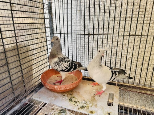Zajal ICE male / female for sale