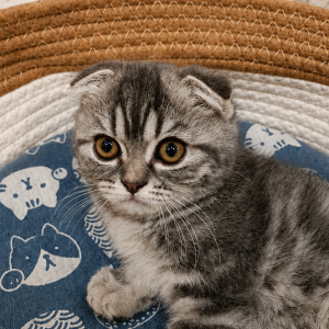 Scottish Fold