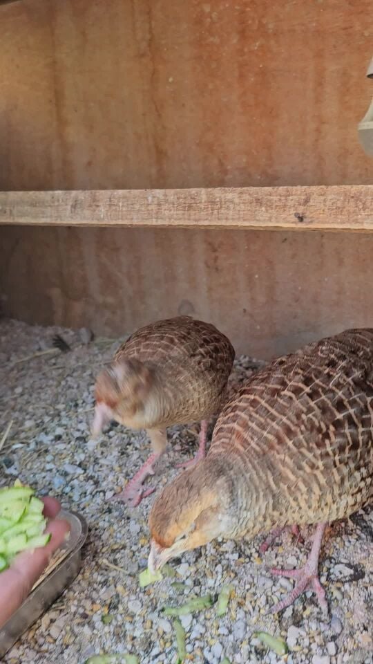 Breeding irani teetar for sales