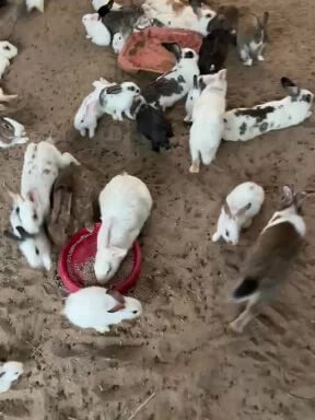 أرانب بصحه جيده