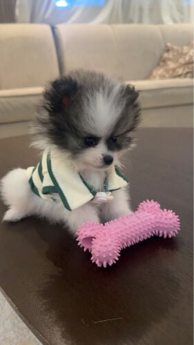 Pomeranian