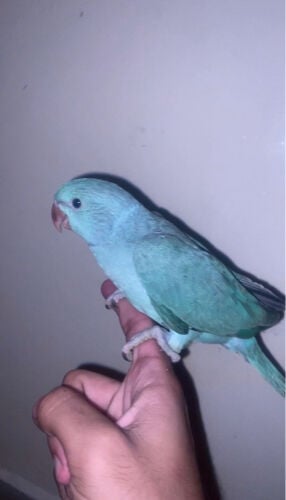 blue ringneck chick for sale 