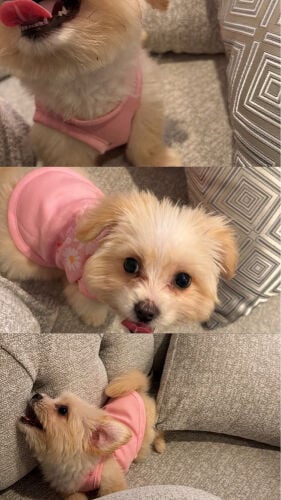 Maltese female 