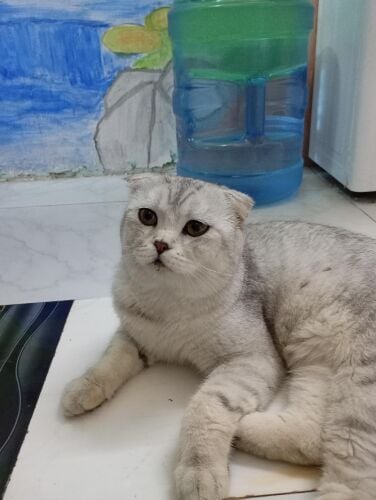 Scottish fold