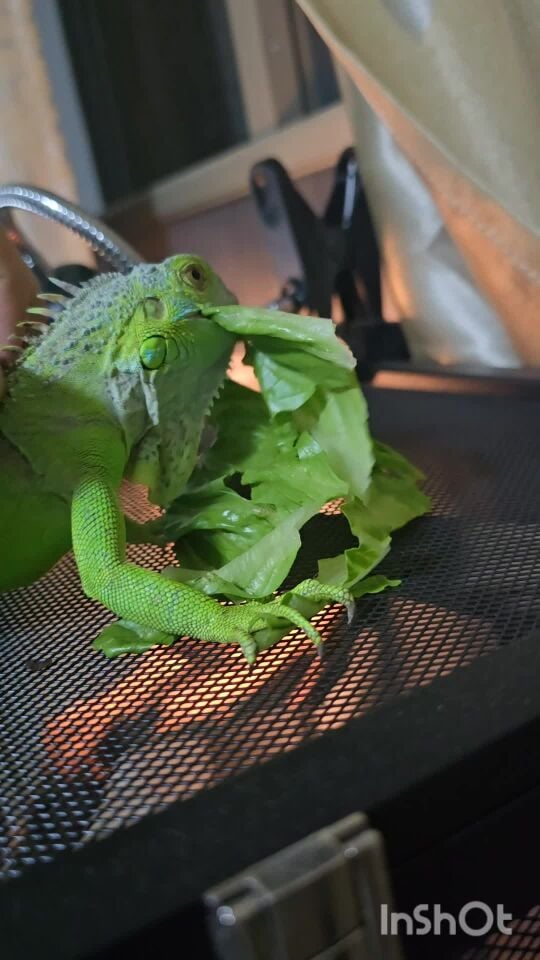 iguana for sale or exchange