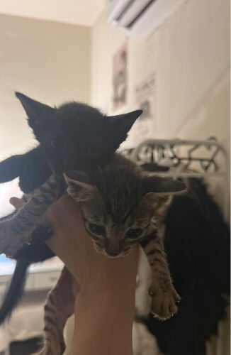 kittens for adoption