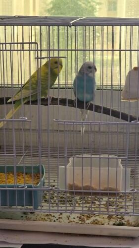 budgies pied spangled version uniqu
