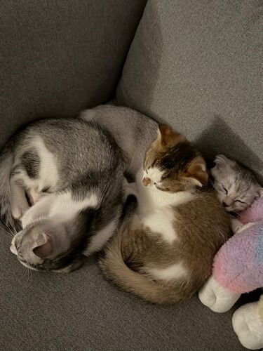 Britchkittens shorthair