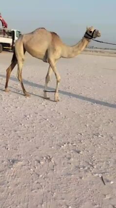 للبيع بكره حقه طيبه
