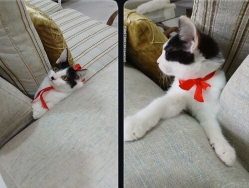 Female cat for adoption
