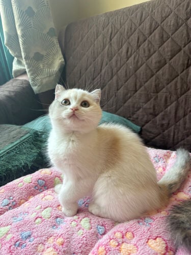 scottish fold and staight