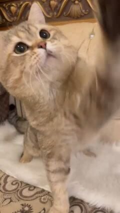 British Shorthair cat