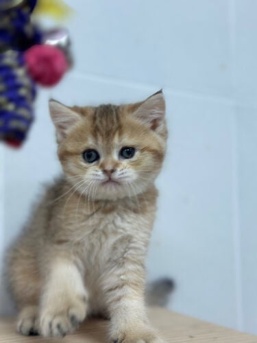 British Shorthair Kitten