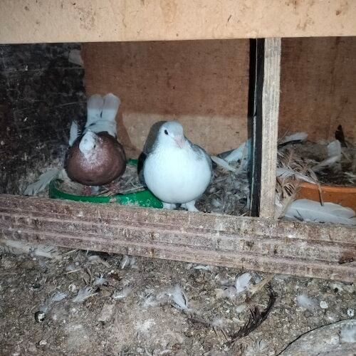 mix pigeons