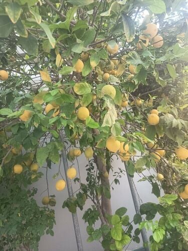 أشجار مثمره وزينه
