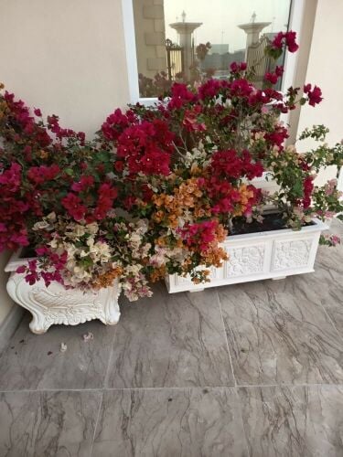 زراعة الاحواض
