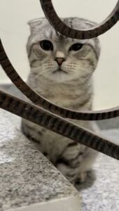 Scottish Fold Friendly for Adoption