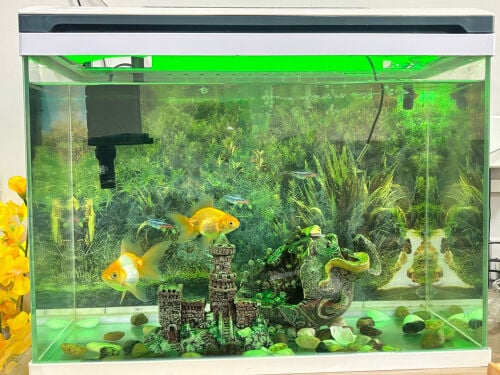 fishes with aquarium 