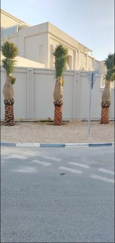 توريد وزراعة النخيل