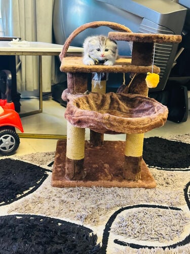 Persian cats 