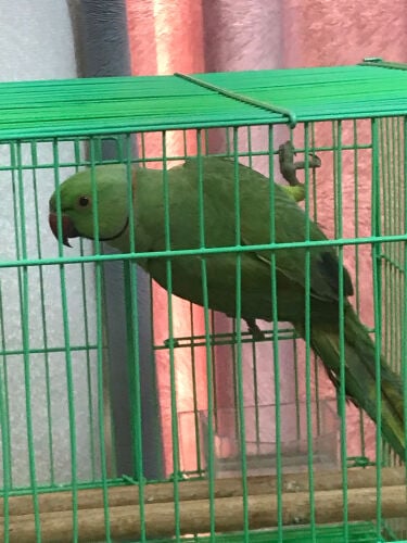 الببغاء