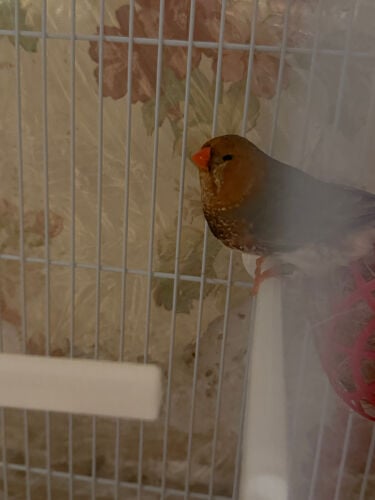 half orange finch male