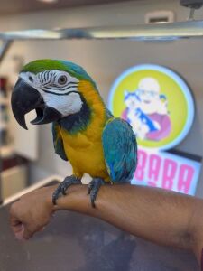 BIRD CLEANING SERVICE