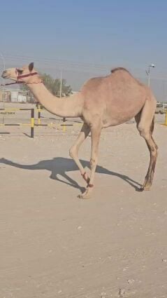 بكره حقه طيبه