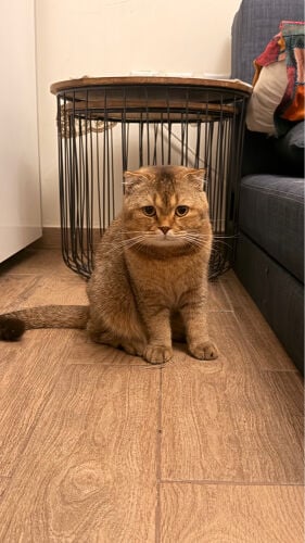 Scottish Fold