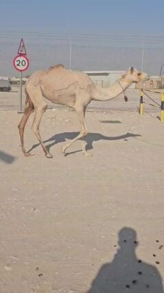 بكره حقه طيبه