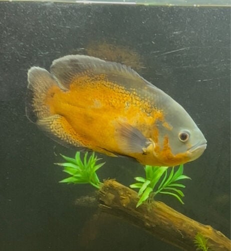 fish for sale big size