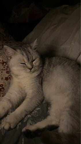 adoption for only 2 months