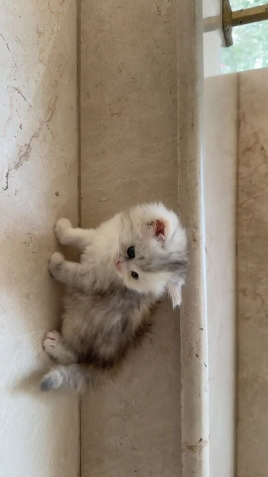 persian cat
