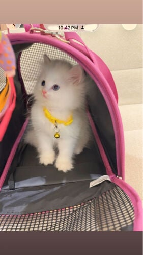 Persian cute male kitten 2 month 