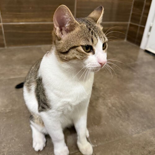 hamoud (free adoption vaccinated)