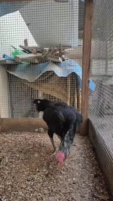 Pakistani Hen