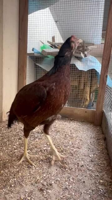 Pakistani Hen