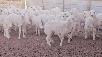 رخال حبصيات طيبه