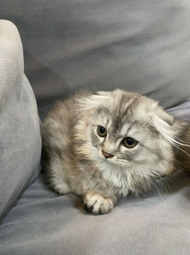 سكوتش فولد للبيع وليس للتبني