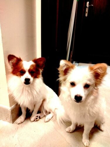 Papillon