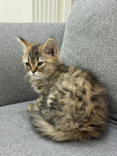 Shirazi female kitten